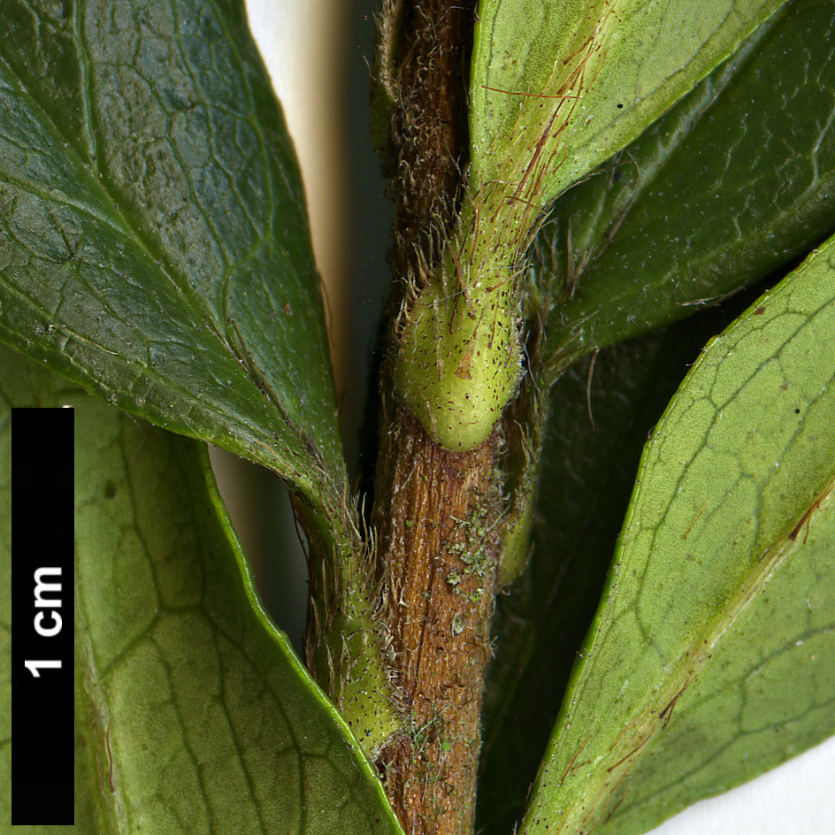 High resolution image: Family: Ericaceae - Genus: Rhododendron - Taxon: tashiroi